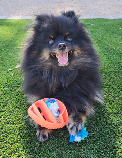 Dog playing with a colorful ball on grass