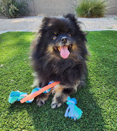 Dog sitting on grass with a chew toy in its mouth